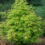 Baza červená (Sambucus racemosa) ´SUTHERLAND GOLD´ - výška 30-40 cm, kont. C2L